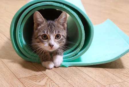 Kitten sitting on a yoga mat. The cat is on the mat for yoga, fitnessの写真素材