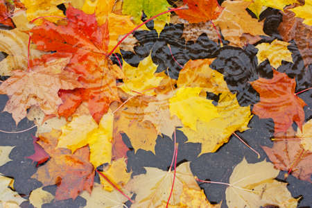 Fallen yellow and orange leaves in a puddle