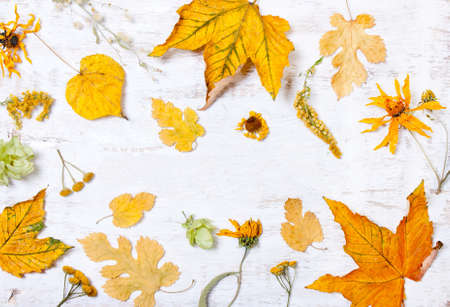 Composition, decor, frame with yellow leaves on a white wooden background. Autumn compositionの写真素材