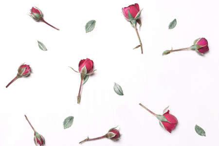 The composition of red flowers pattern of pink roses on a white background.Soft focus.Type flat topの写真素材