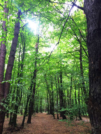 The path to the green, deciduous forest with birches