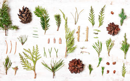 Pattern of tree branches, cones. Background of coniferous trees. Creative composition. Type of flatの写真素材