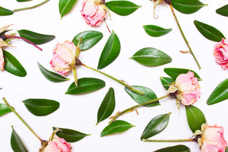  composition of green leaves and pink flowers, roses on a white background. Top view of a flatの写真素材