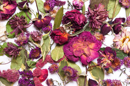 dried flowers, pink, red roses and green leaves  on a white background. View from above, flat layの写真素材