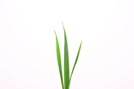 Three blades of grass on a white background. Minimal natural concept. View from above, flat