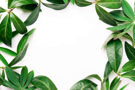 Frame of green leaves. Natural minimalistic backgroundの写真素材