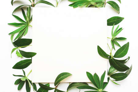 Frame of green leaves, letterhead for writing text. Concept of minimalism. Top view, flat