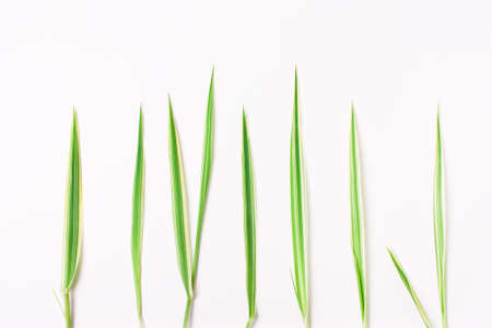 Green grass in a row on a white background. Minimal natural concept. View from above, flatの写真素材