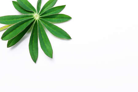minimalism, Natural background,  with one  green leaves. Top view, flatの写真素材