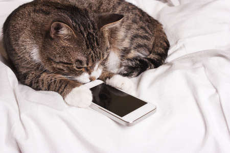 smart cat looks into the phone