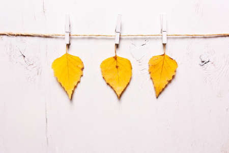 Three yellow leaves on a white background on clothespins. Autumn conceptの写真素材