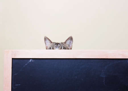 cat looks out from behind the chalkboard. Curious kitten.ears are visibleの写真素材