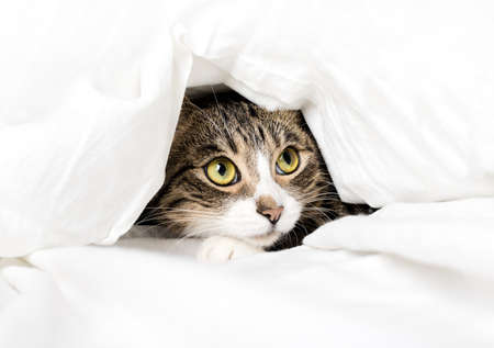 Curious funny cat looks out from under the blanket. Cozy home background