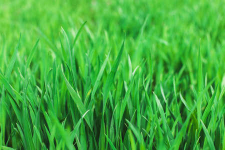 Green grass. Background fresh, spring, summer natural. Soft focus.Environment conceptの写真素材