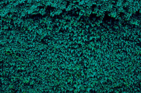 Wall of dark green ivy leaves. Natural, organic background