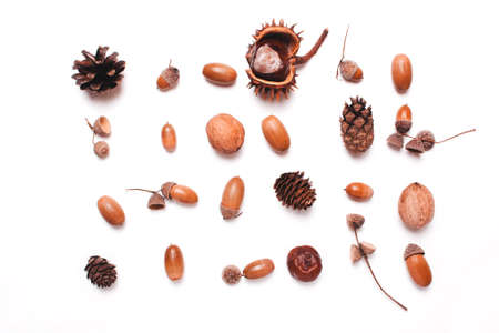 Composition of chestnut, pine cones, acorns on a white background. creative concept of autumn....