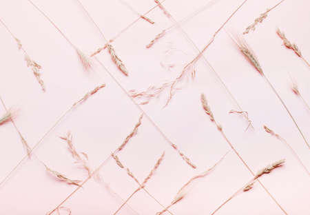 Composition of dry spikelets, grass on a pink, coral background. Top view, flat. Minimalistic Autumn Summer Conceptの写真素材