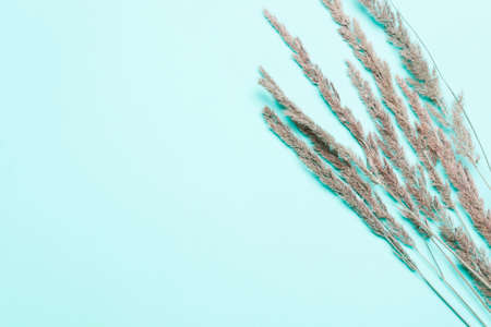 dry spikelets, herbs on a blue background. Top view, flat. Minimalistic Autumn Summer Conceptの写真素材