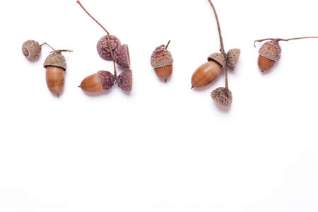 Acorns on a white background. Creative autumn concept. Pastel colors. Top view, flatの写真素材