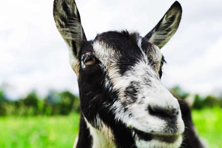 Beautiful closeup portrait of a goat on the background of natureの写真素材