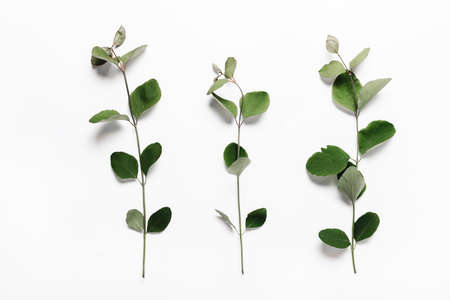 Three branches with green leaves in on a white background. Minimalistic, eco, eco-friendly, creative concept. View from aboveの写真素材