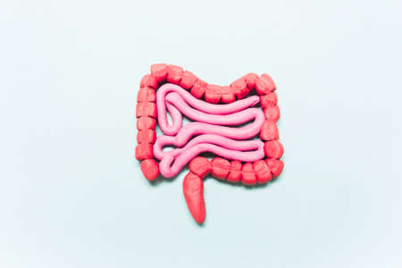 Intestine model on  blueの写真素材