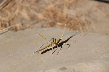 Interesting bug found on Preveli beachの写真素材