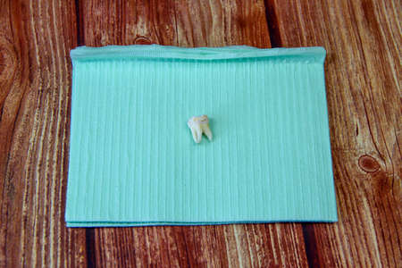 Extracted wisdom tooth on a napkin on the wooden background, top view