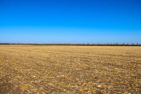 Plowed field with remnants of the corn