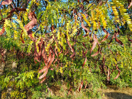 Acacia pods on the tree on sky backgroundの写真素材