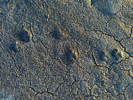 Dog footprints on dry ground