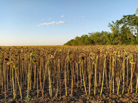 Field with dried sunflowersの写真素材
