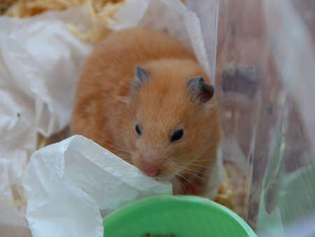 Hamster is sitting in the its containerの写真素材