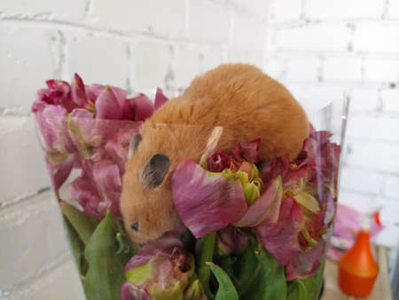 Hamster eats flowers from the bouquetの写真素材