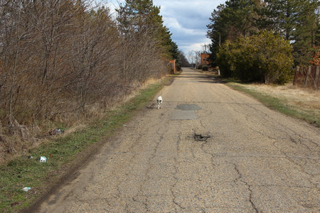 Stray dog walking on a rural asphalt roadの写真素材