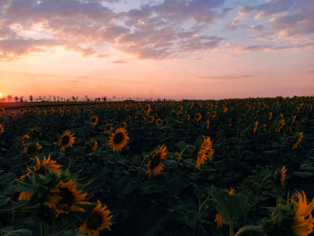 Field of sunflowers against the backdrop of sunset and clouds in the eveningの写真素材