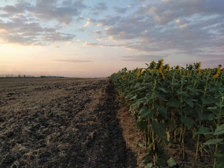 The field is half sunflowers, half cut. Evening, sunset, cloudsの写真素材