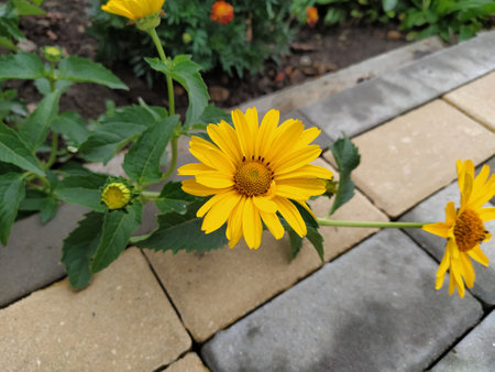 Yellow chrysanthemum in the garden close-up