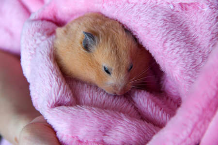 Hamster sleeps in owner's handsの写真素材