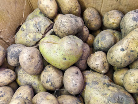 Potato in the form of the heartの写真素材