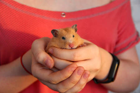 Girl hold a hamster in her handsの写真素材