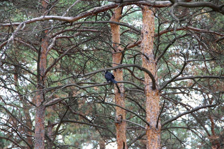 Black crow on a tree branch in the parkの写真素材