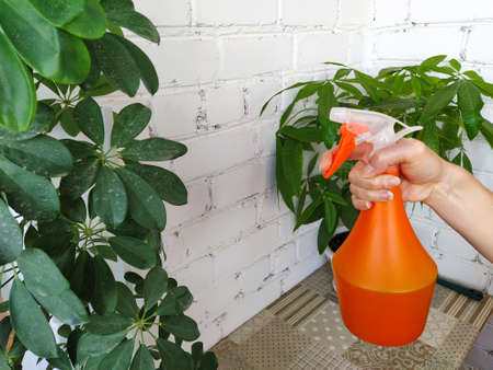 Woman spraying of plant's leaves at homeの写真素材