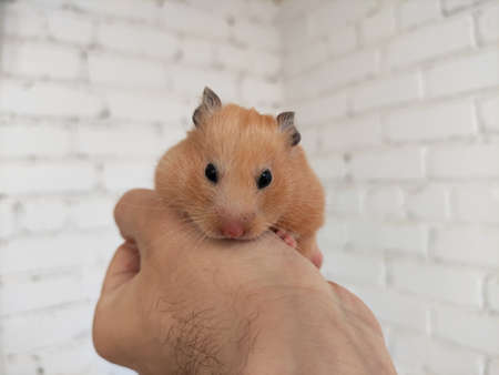 Cute syrian hamster in the owner hands