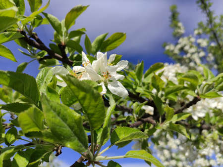 Blooming branches of an apple tree on the background of blue sky