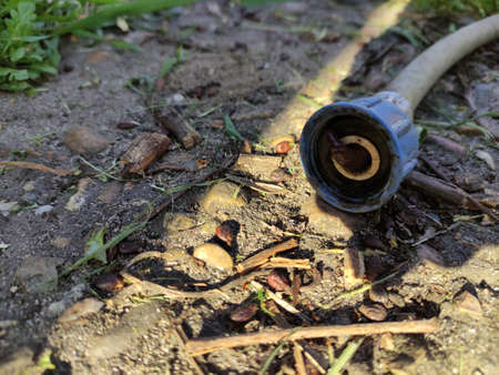 Earthworm sticks out of a hose