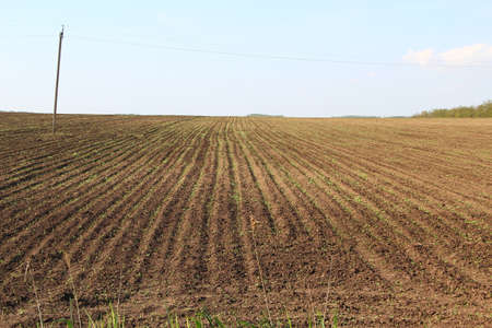 Agricultural field with rows of the young corn