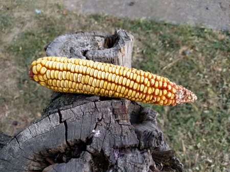 Corn cob lies on the tree stump