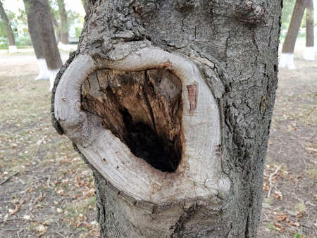 Hollow in the old tree