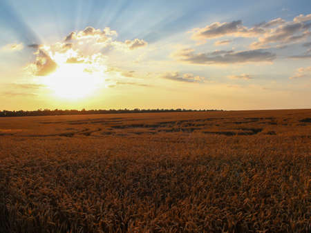 Wheat field in the evening at the sunset